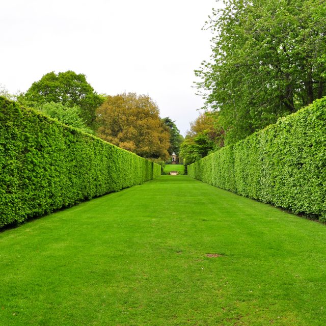 Hedge & Shrub Maintenance - Dorking, Guildford, Horsham - Scotts