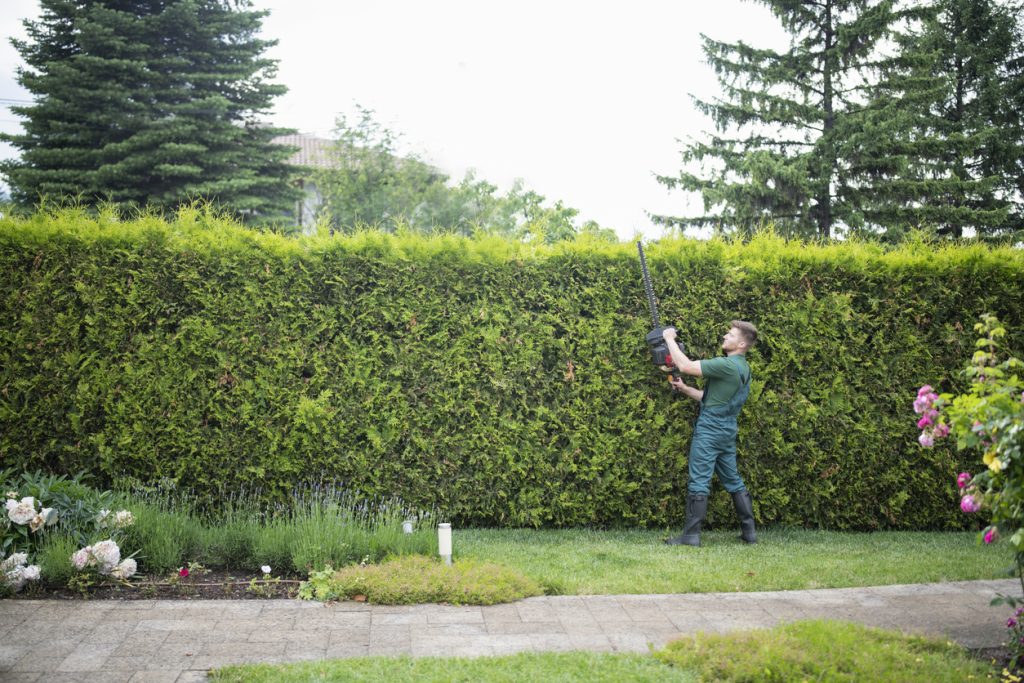 Full length professional gardener is trimming hedge with power saw.